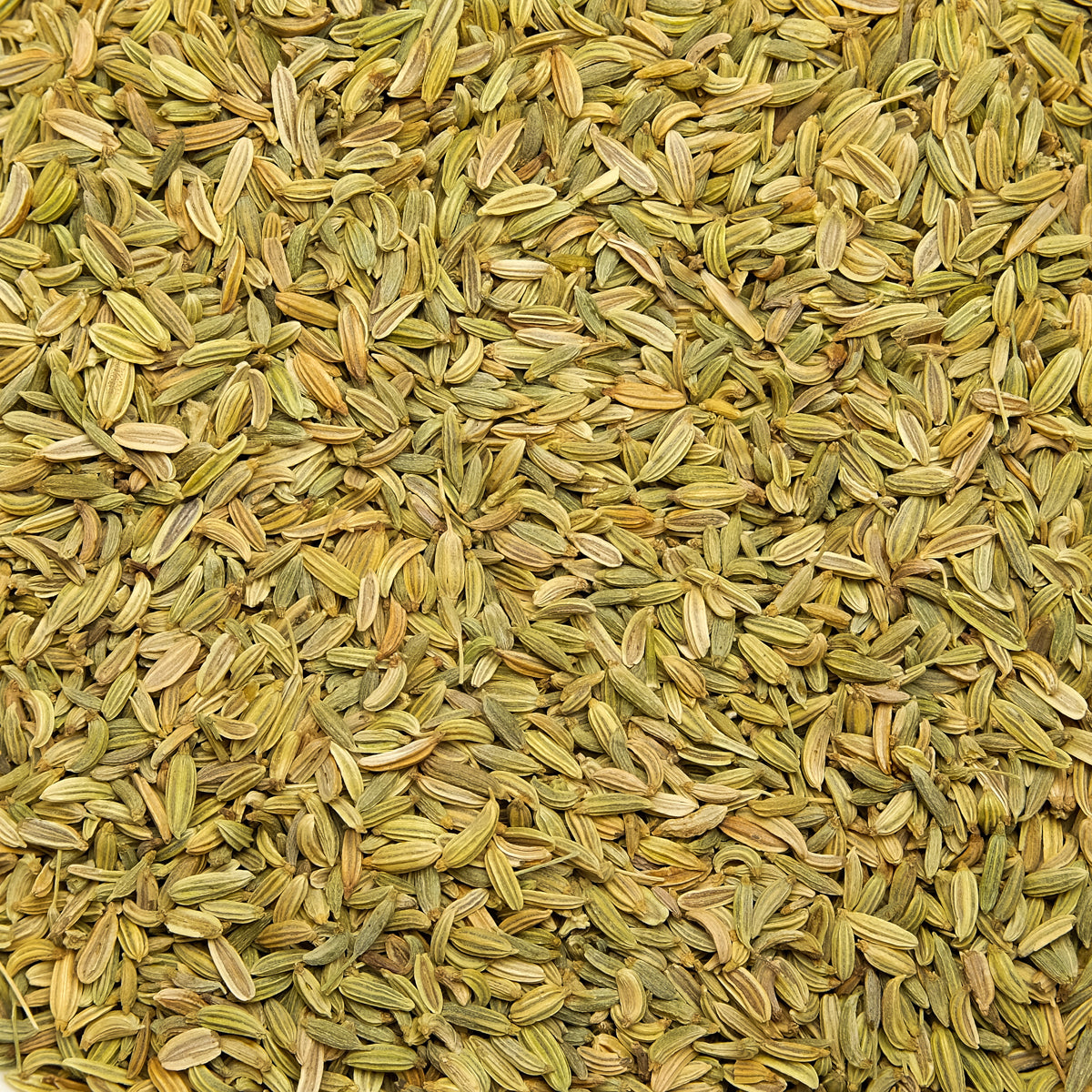 Fenchel BIO