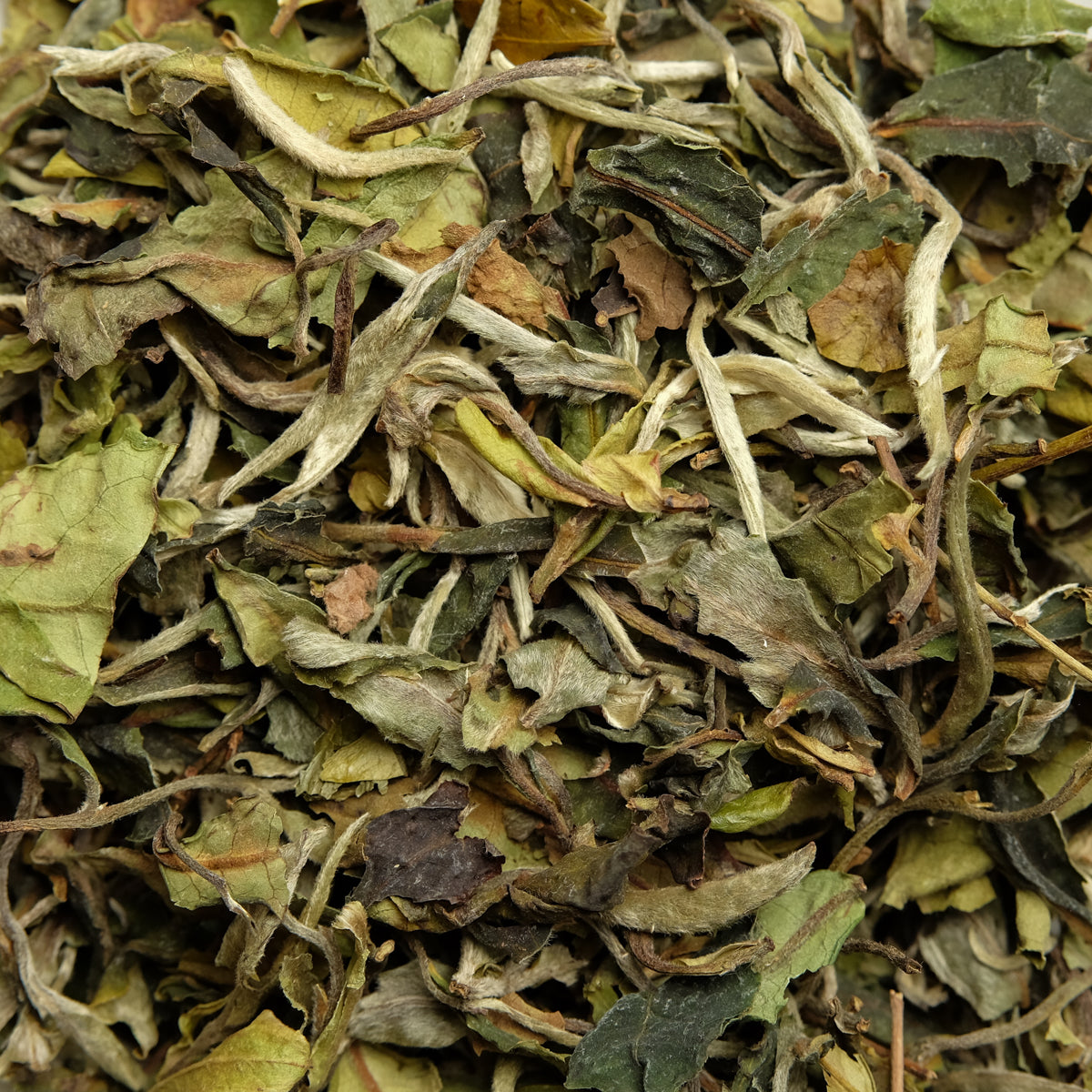 China BIO Pai Mu Tan NEU